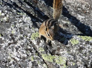 Chipmunk at the Summit