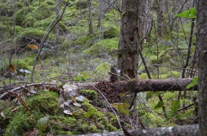 My friendly squirrel