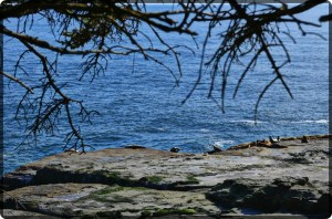 Sea Lions at Pachena point