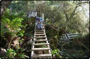 Ladder west coast trail