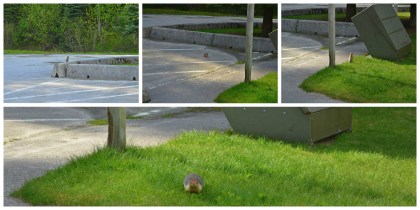 About to be attacked